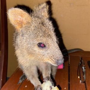 Meet your Posher, Fiona